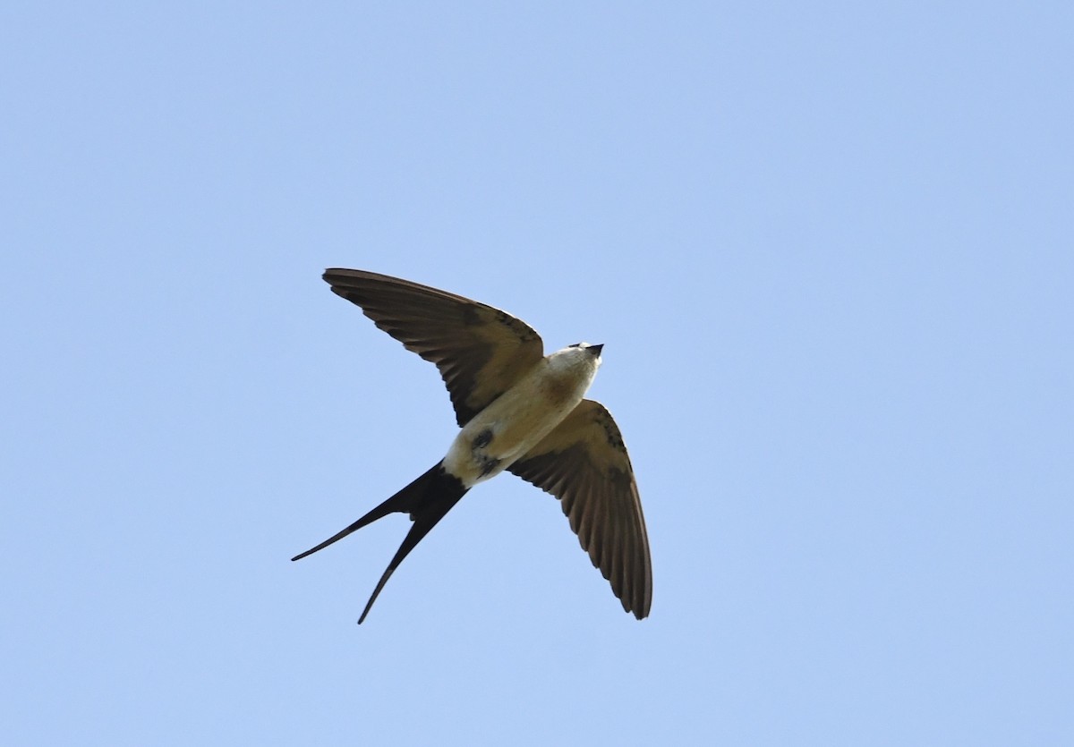 Red-rumped Swallow (Red-rumped) - ML621397191