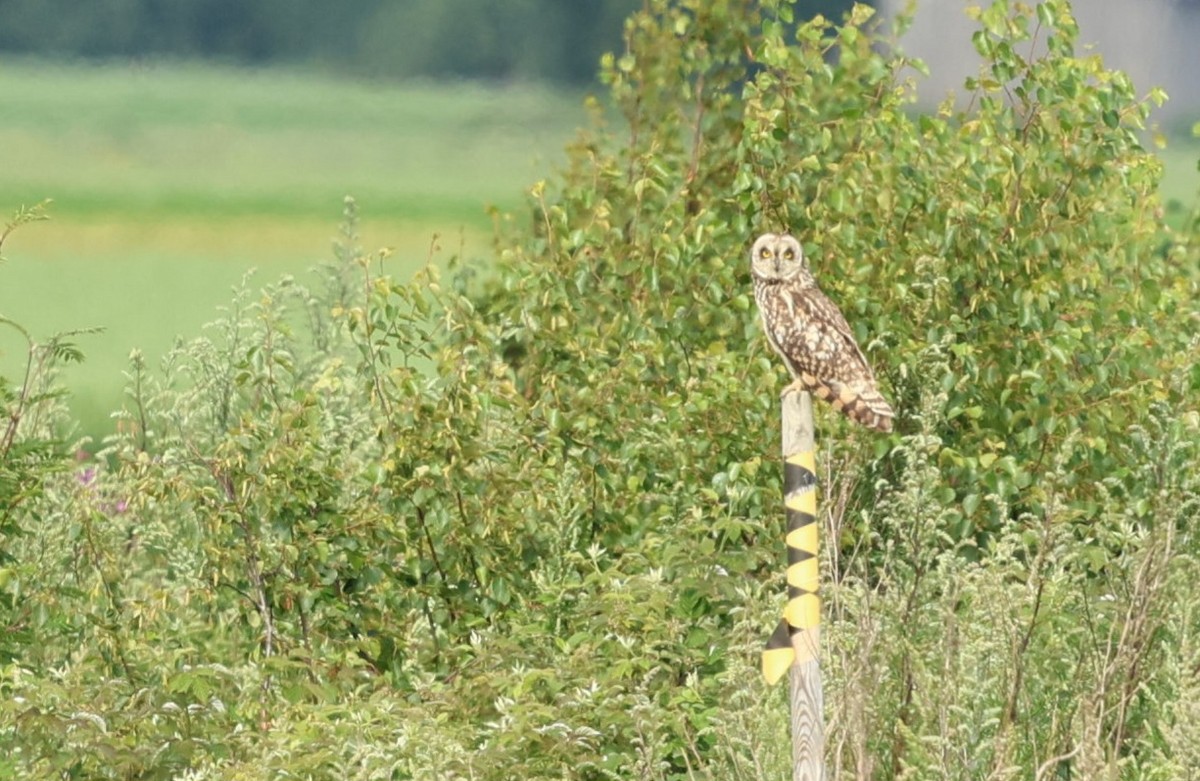 Short-eared Owl (Northern) - ML621397203