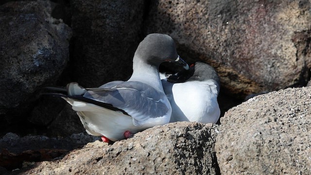 Mouette à queue fourchue - ML621397213