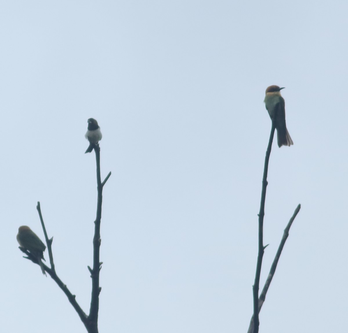 Chestnut-headed Bee-eater - ML621397259