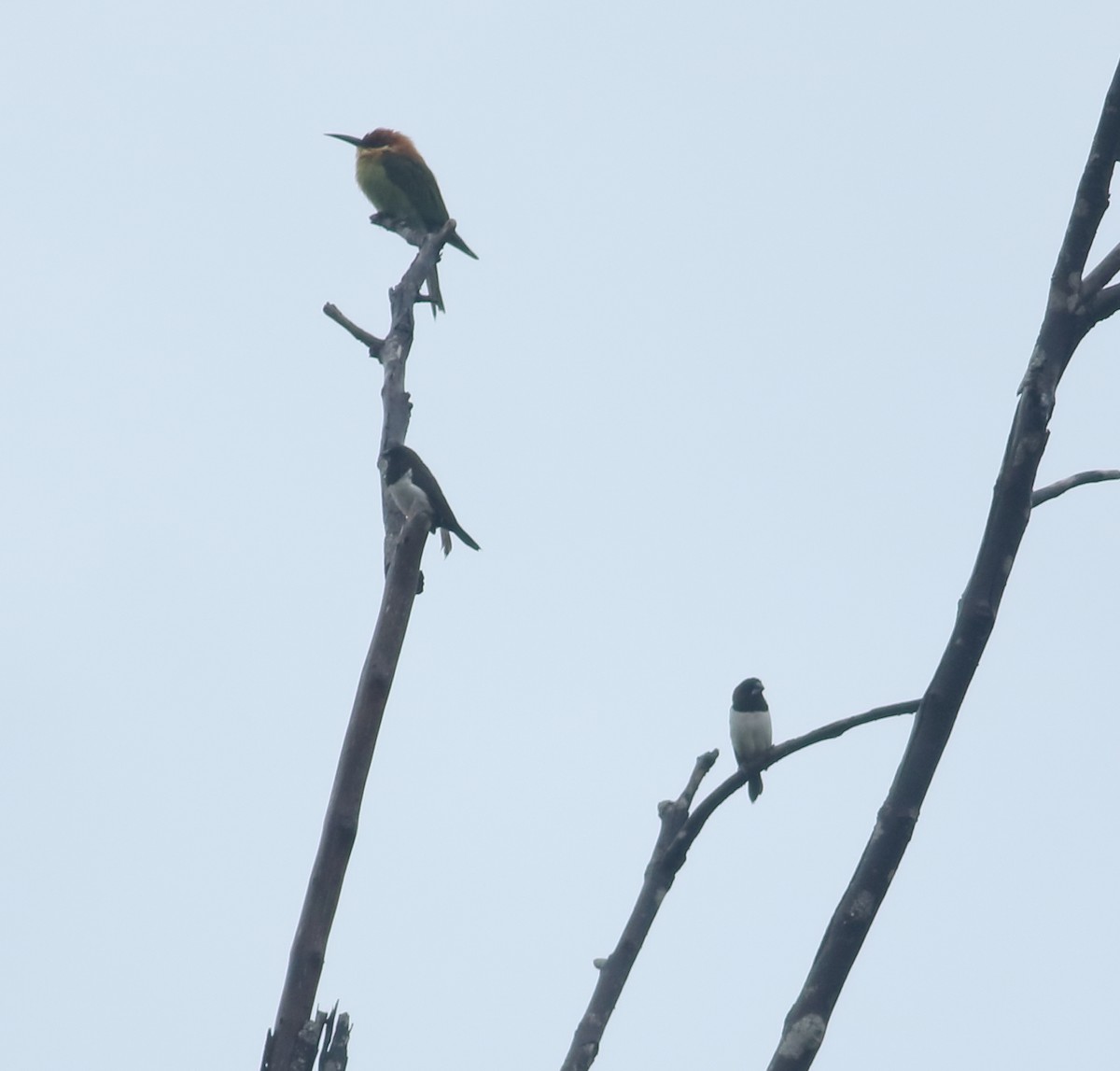 Chestnut-headed Bee-eater - ML621397260