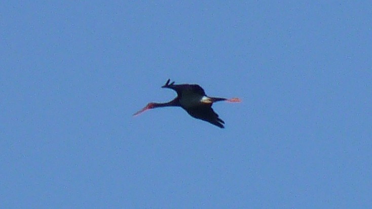 Black Stork - ML621397265