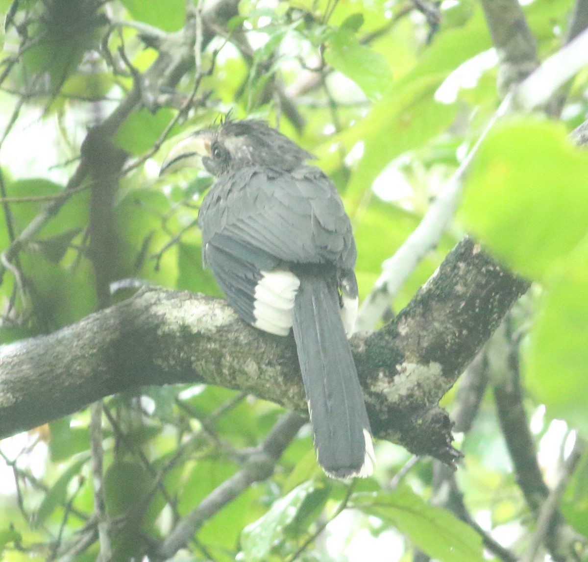 Malabar Gray Hornbill - ML621397281