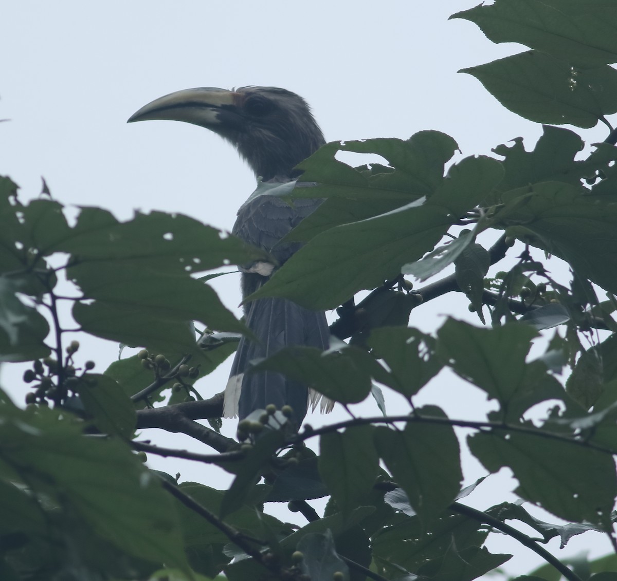 Malabar Gray Hornbill - ML621397292