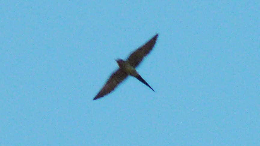 Red-rumped Swallow - ML621397294