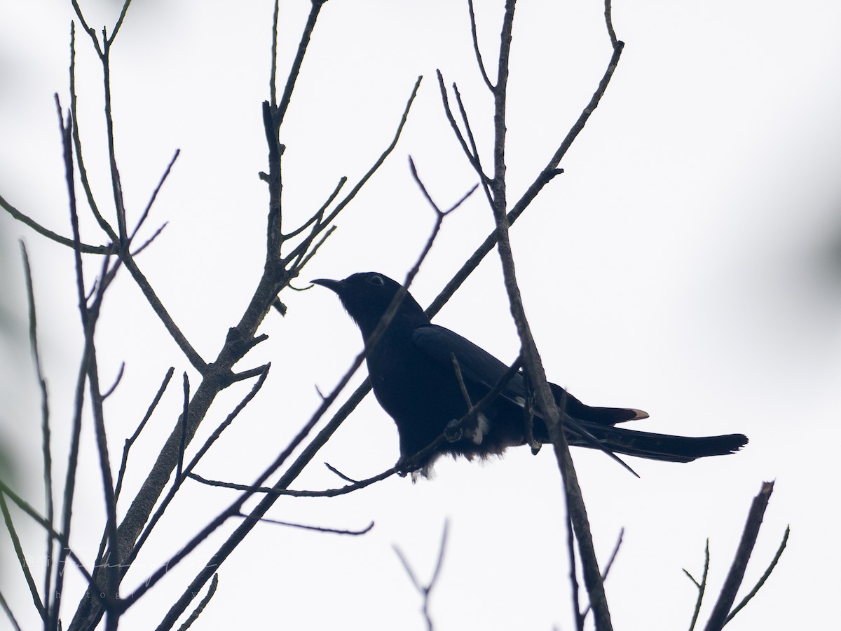 Square-tailed Drongo-Cuckoo - ML621397315