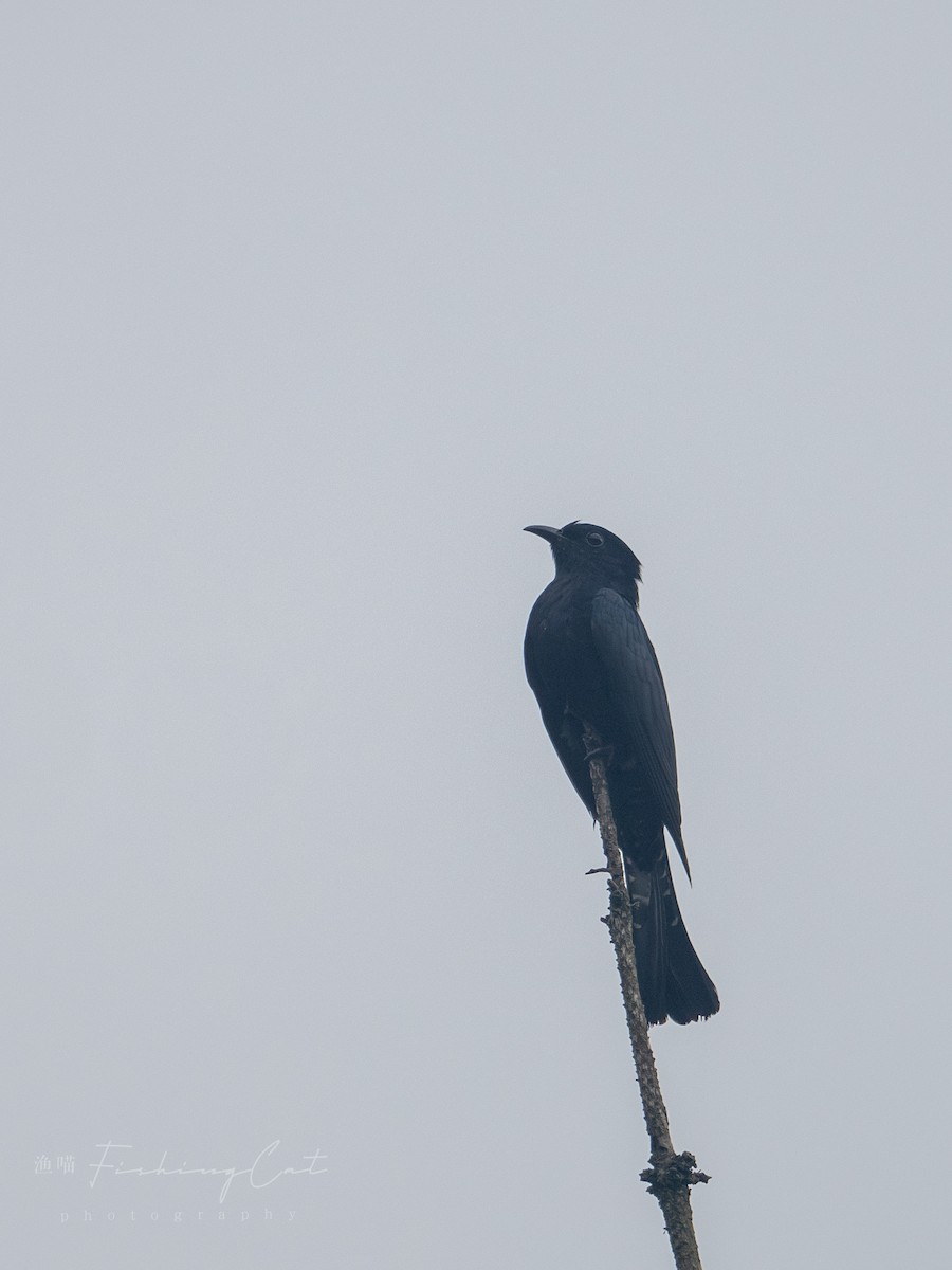 Square-tailed Drongo-Cuckoo - ML621397316