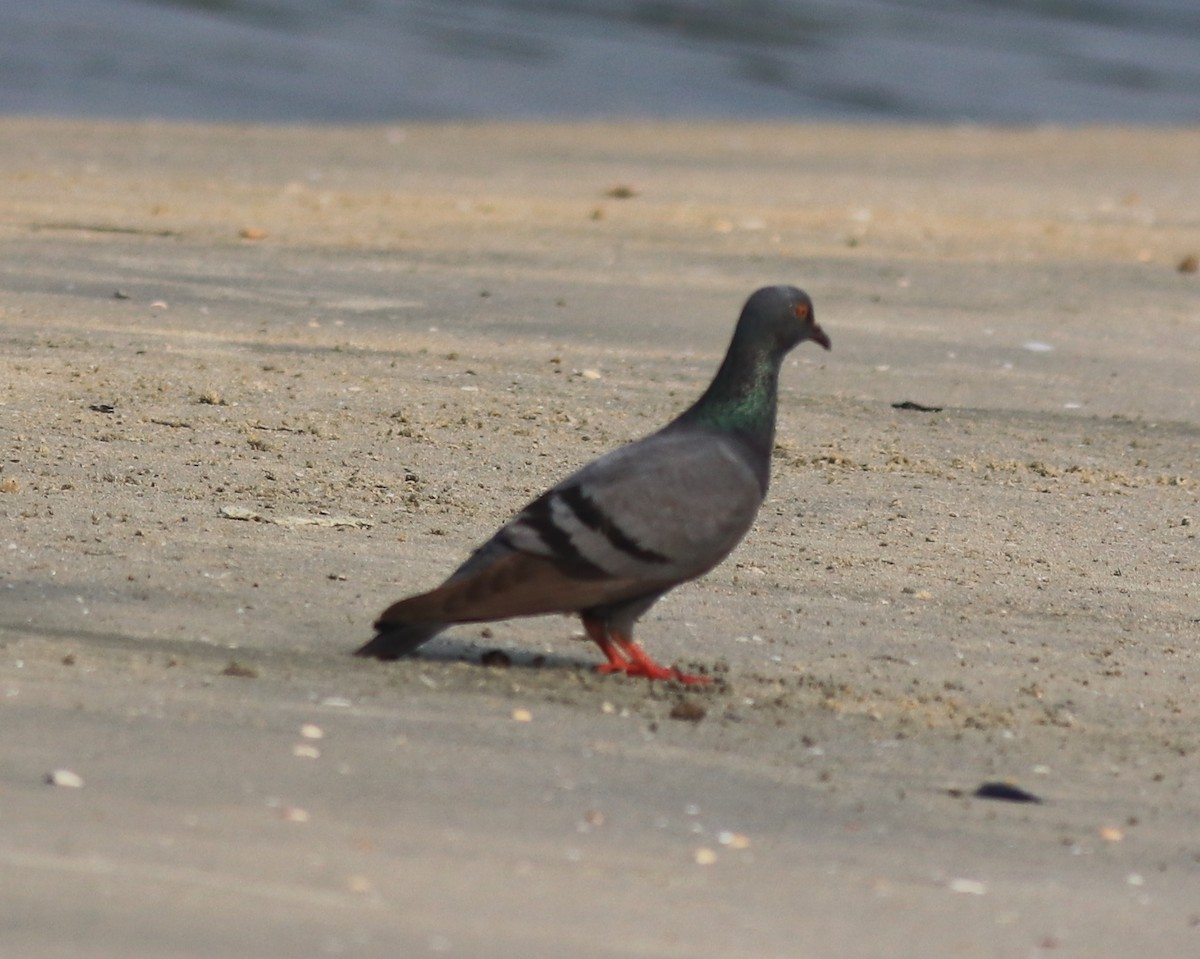 Rock Pigeon (Feral Pigeon) - ML621397346
