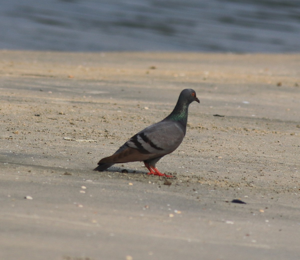 Rock Pigeon (Feral Pigeon) - ML621397347