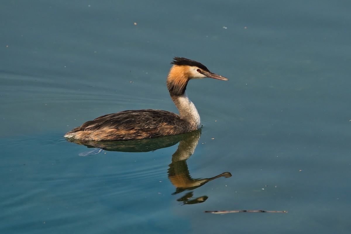 Great Crested Grebe - ML621397370