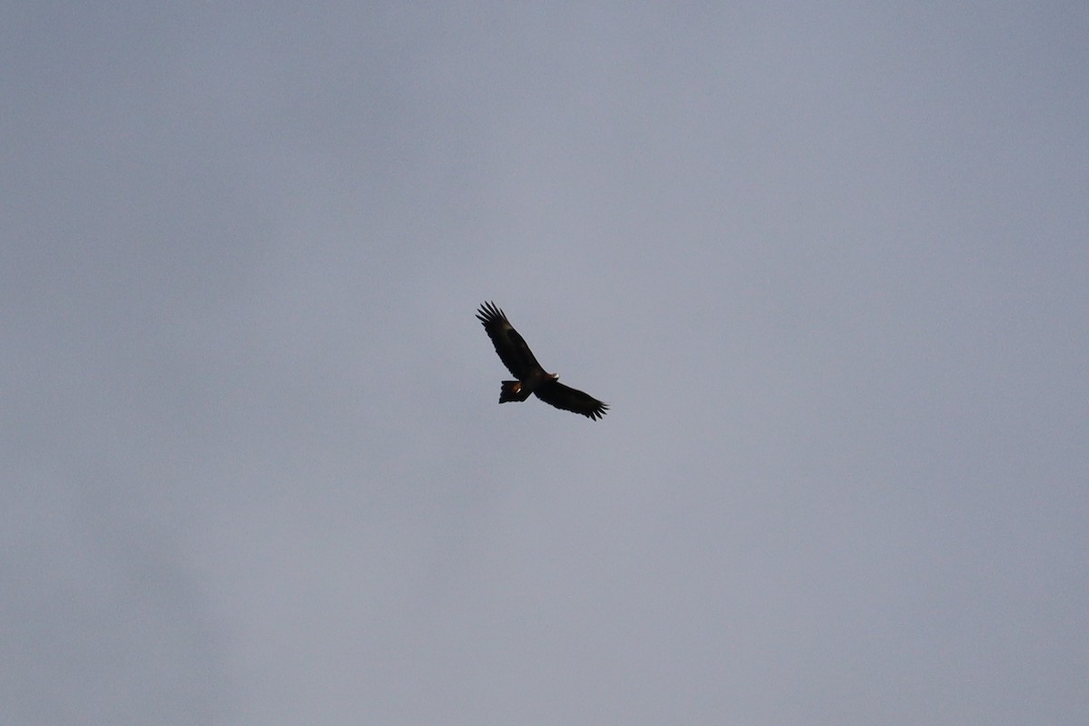 Wedge-tailed Eagle - ML621397389