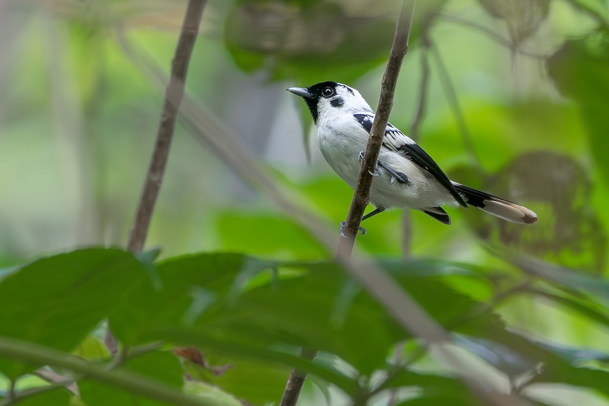 White-breasted Monarch - ML621397392
