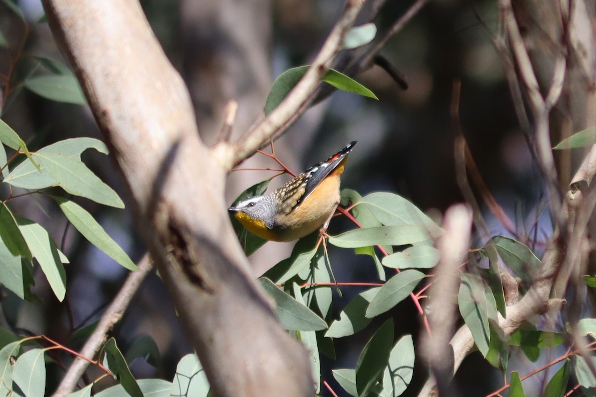 Spotted Pardalote - ML621397397