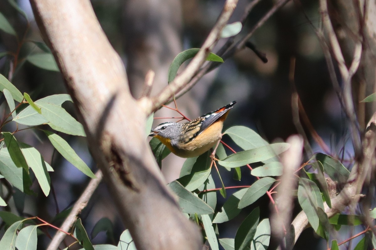 Spotted Pardalote - ML621397398