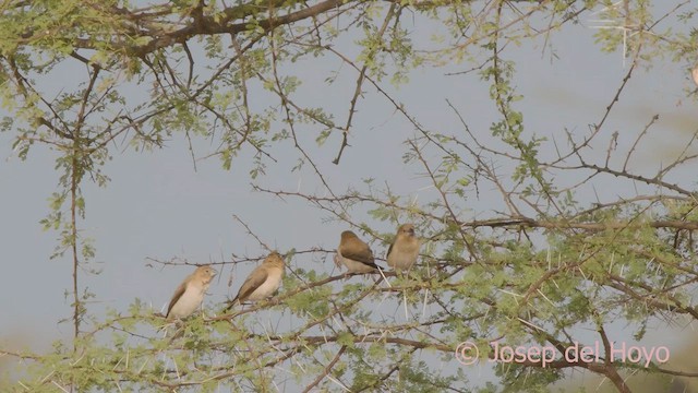 כסוף-מקור אפריקני - ML621397433