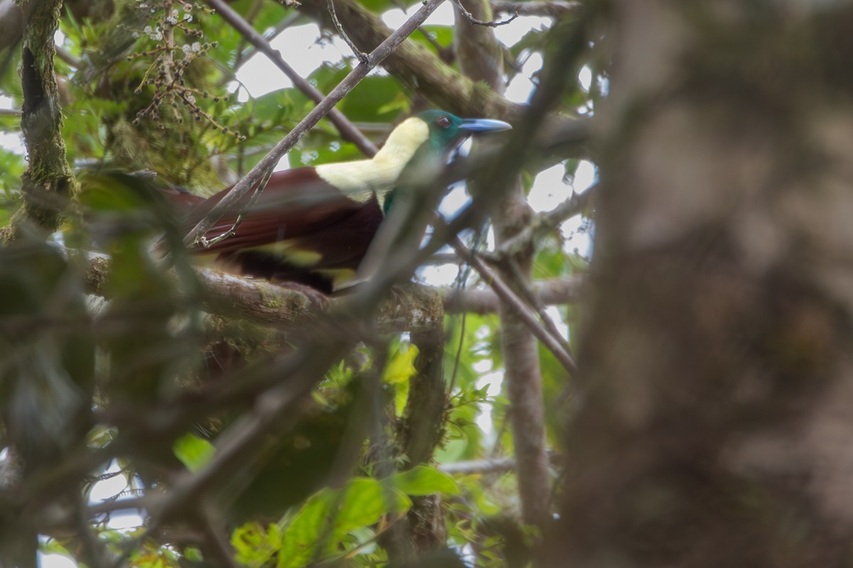 Emperor Bird-of-Paradise - ML621397450