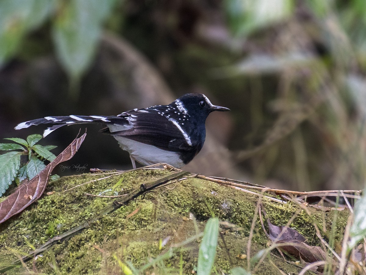 Spotted Forktail - ML621397451