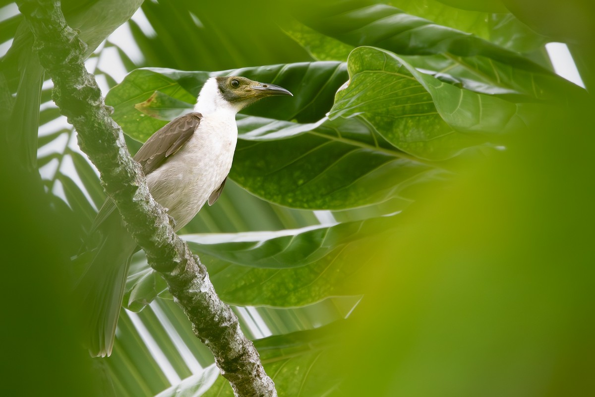 White-naped Friarbird - ML621397473