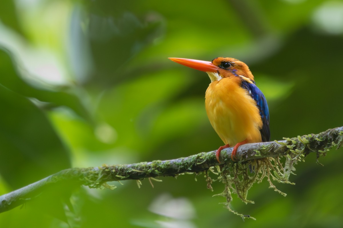 Manus Dwarf-Kingfisher - ML621397479