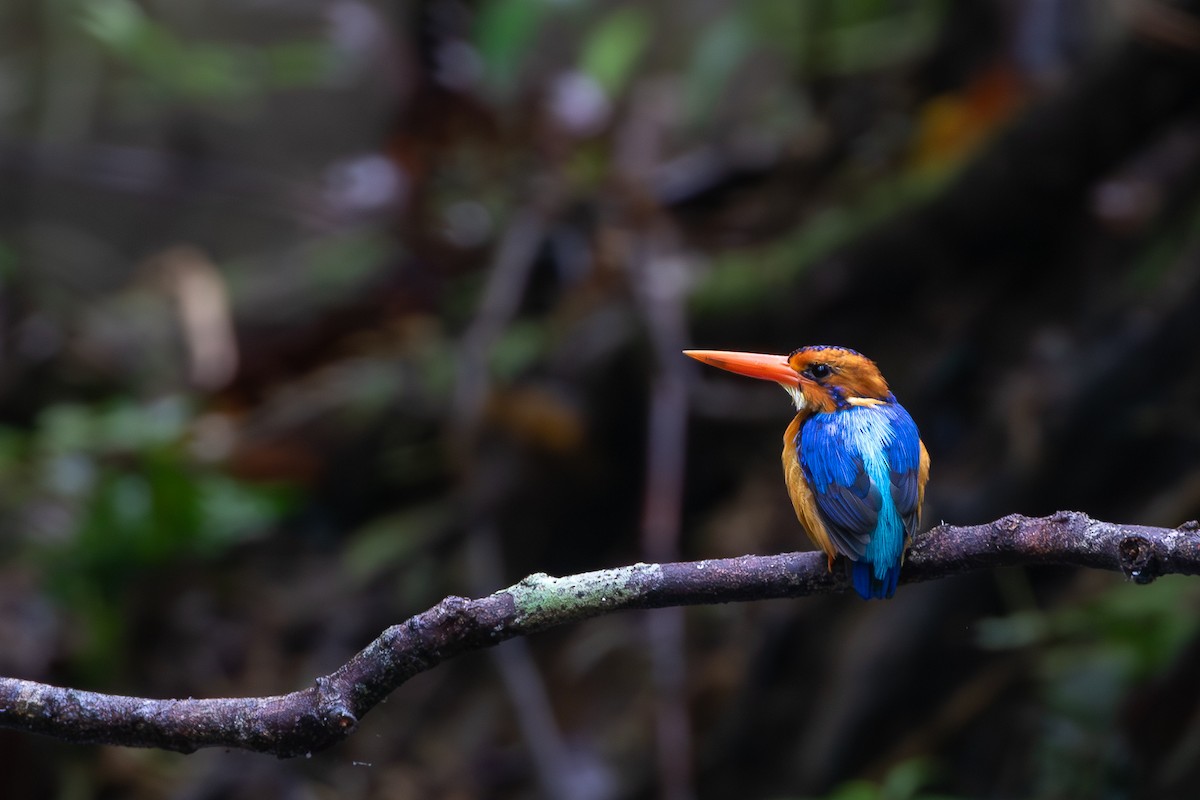 Manus Dwarf-Kingfisher - ML621397480