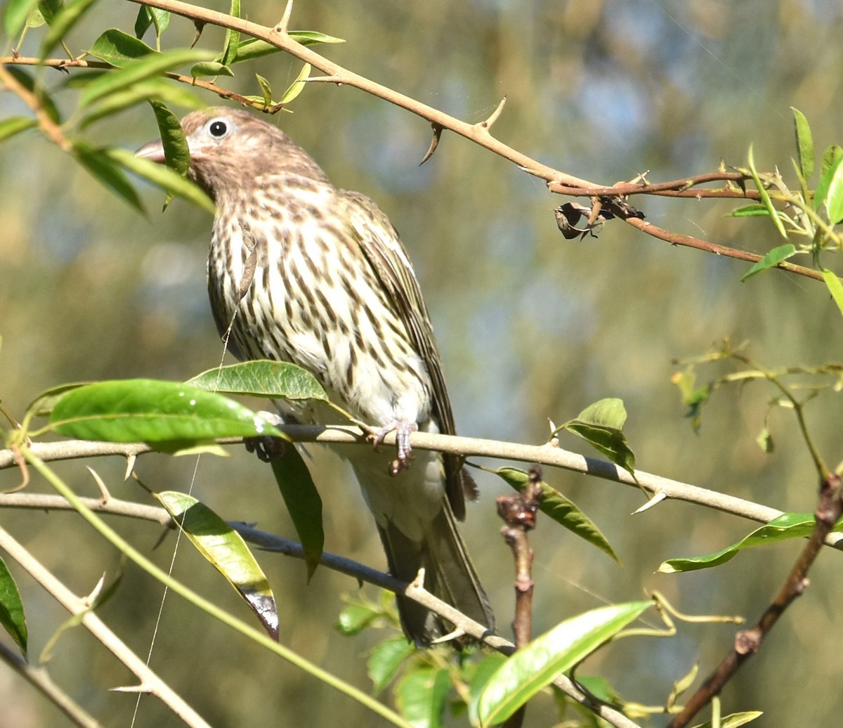 Australasian Figbird - ML621397520