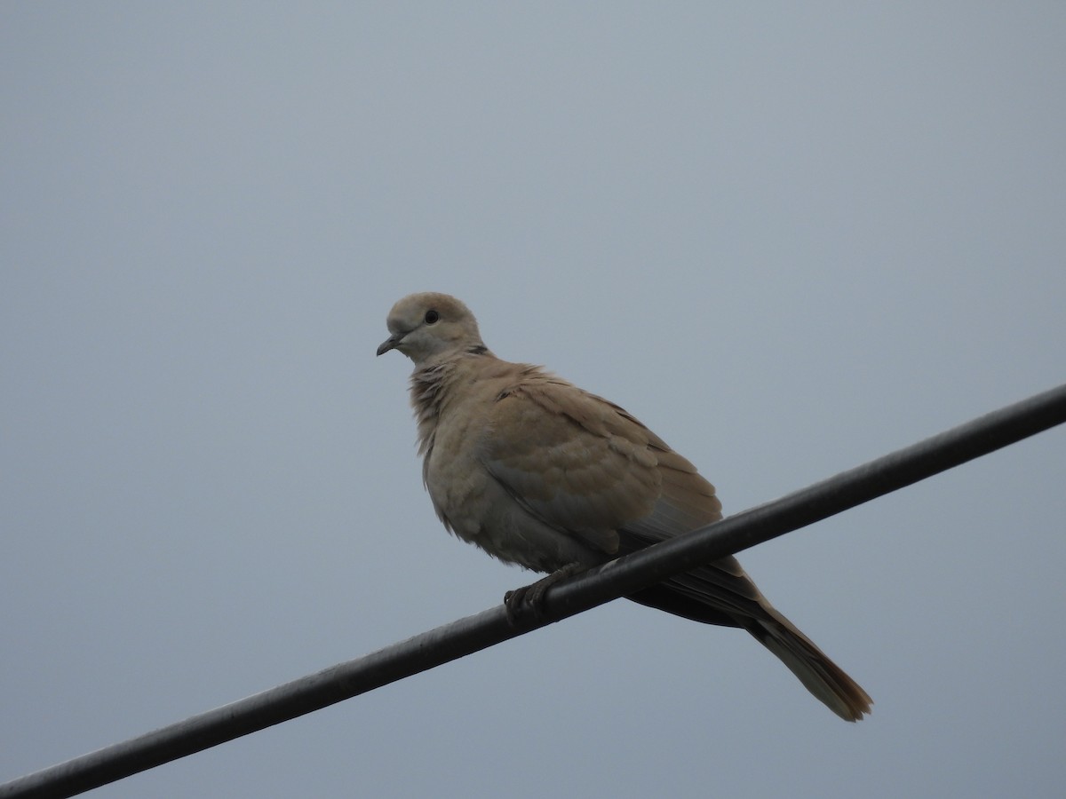 Eurasian Collared-Dove - ML621397544