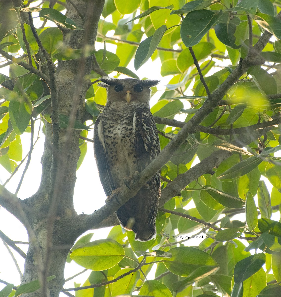Spot-bellied Eagle-Owl - ML621397633