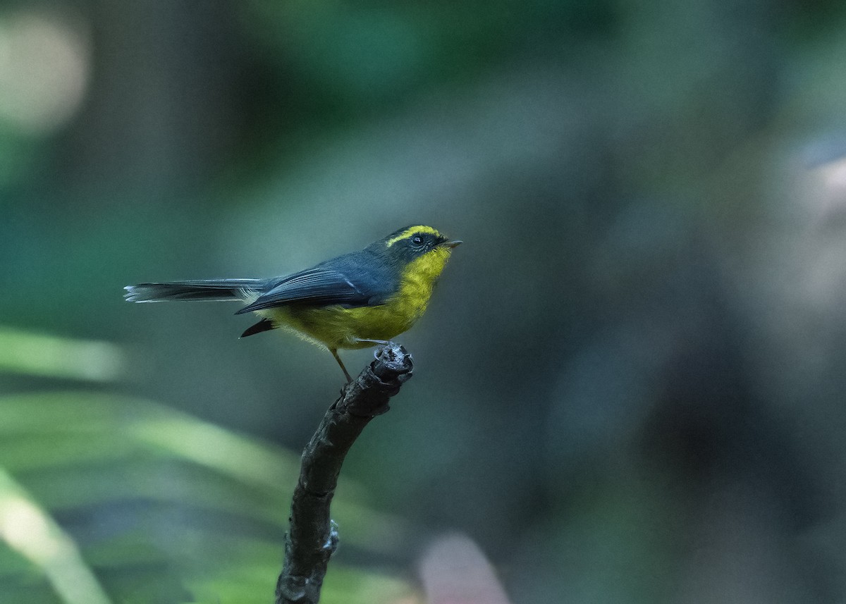Yellow-bellied Fairy-Fantail - ML621397674