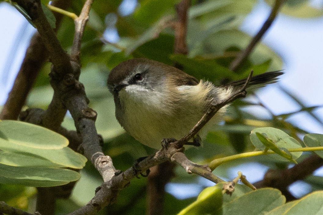 Brown Gerygone - ML621397684