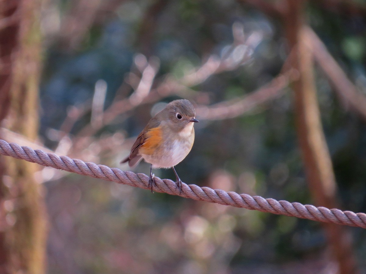Red-flanked Bluetail - ML621397695