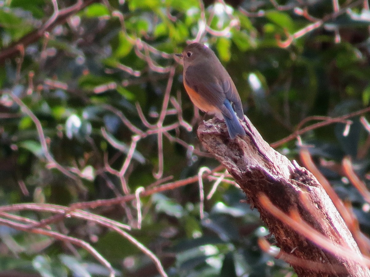 Red-flanked Bluetail - ML621397699