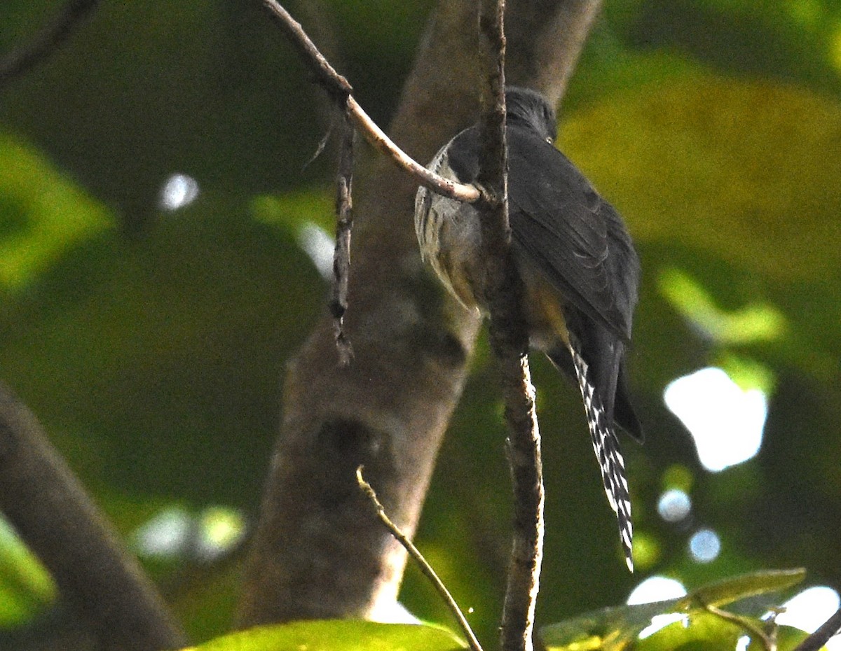 Fan-tailed Cuckoo - ML621397707
