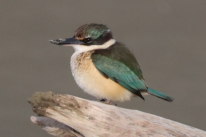 Sacred Kingfisher (New Zealand) - ML621397719