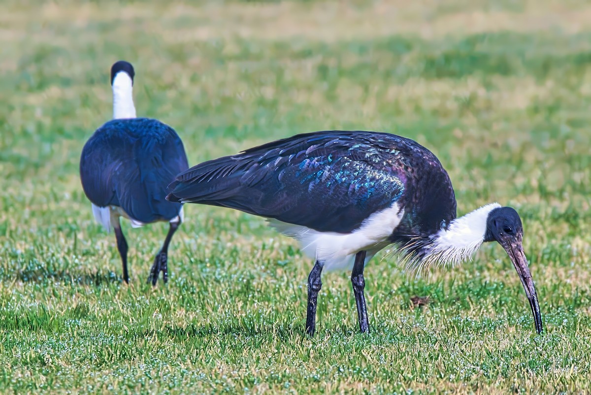 ibis slámokrký - ML621397734