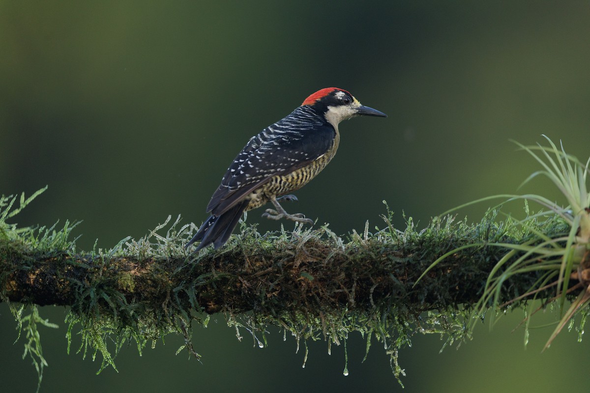 Black-cheeked Woodpecker - ML621397735