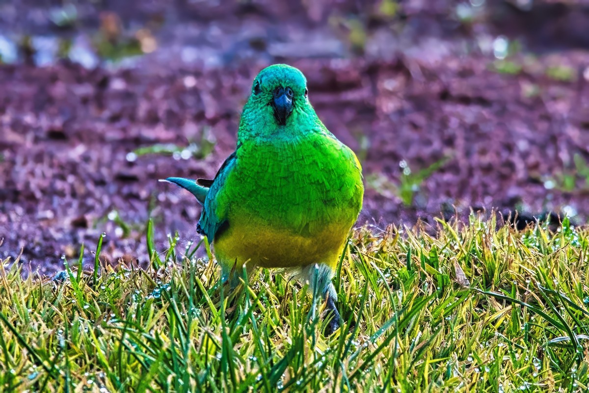 Red-rumped Parrot - ML621397738