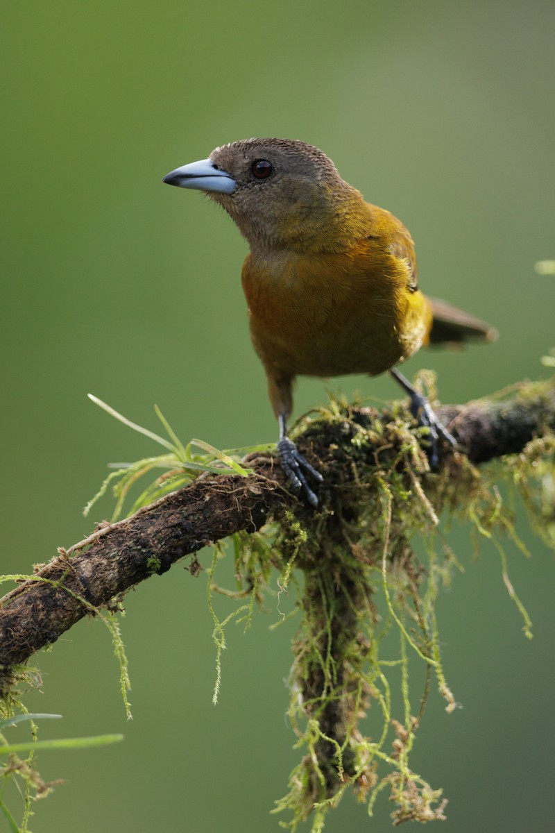 Scarlet-rumped Tanager - ML621397772