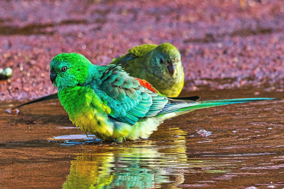 Red-rumped Parrot - ML621397862