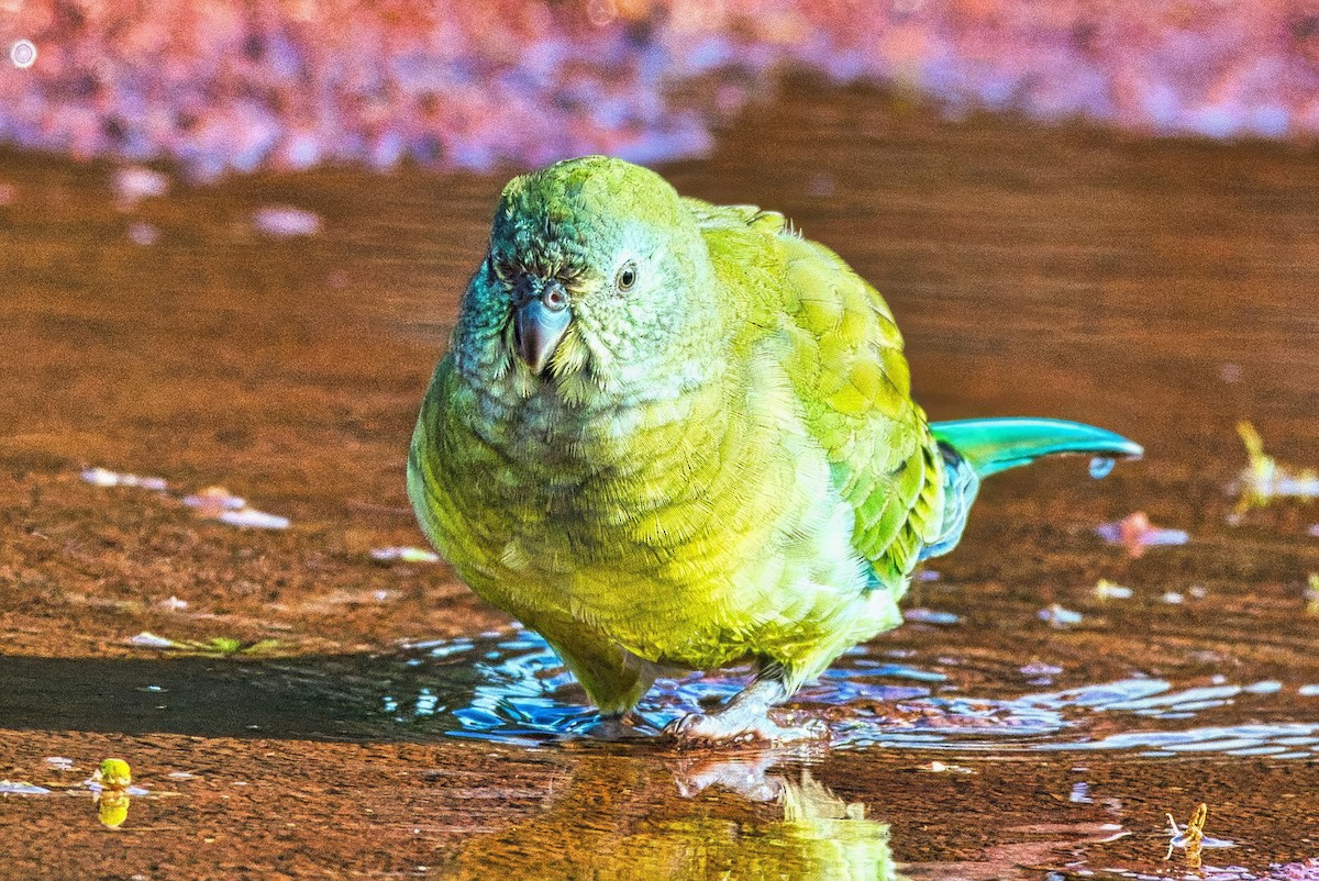 Red-rumped Parrot - ML621397863
