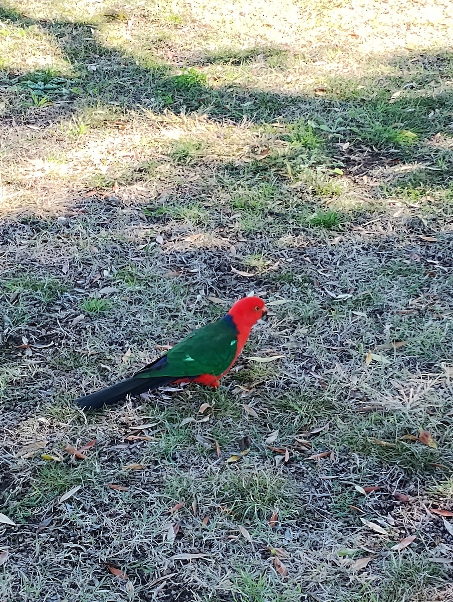 Avustralya Kral Papağanı - ML621397885