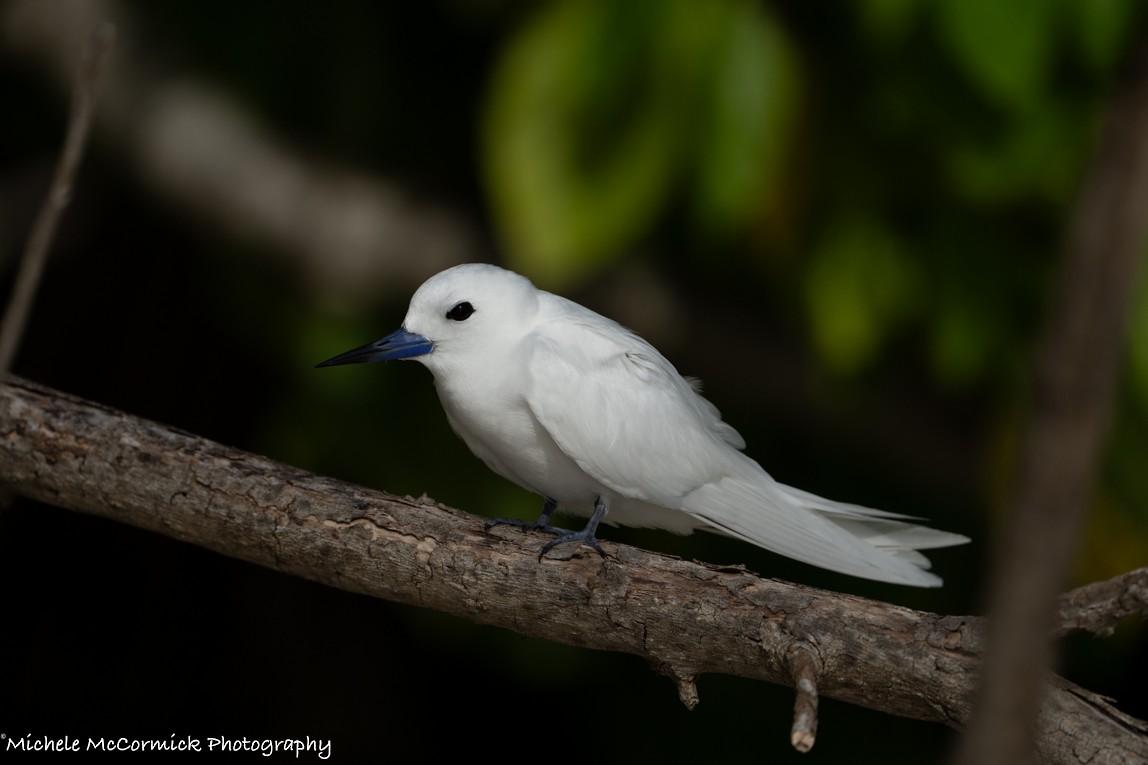 White Tern - ML621397926