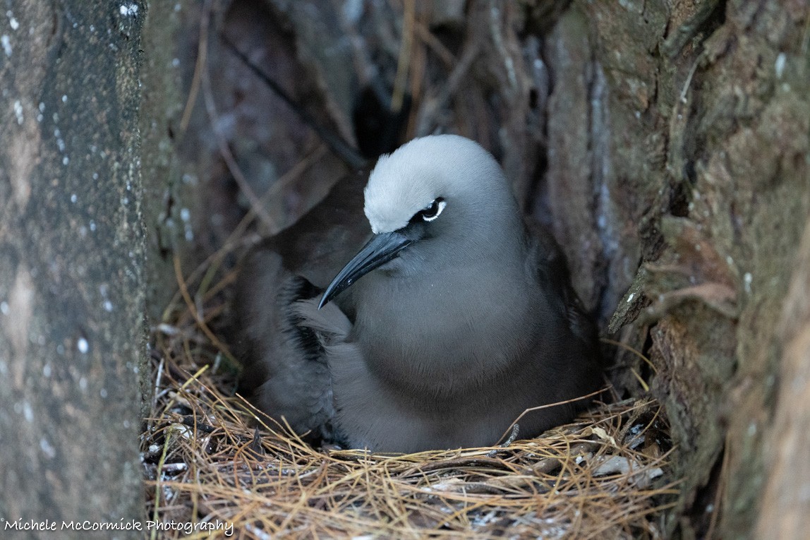 Brown Noddy - Michele McCormick