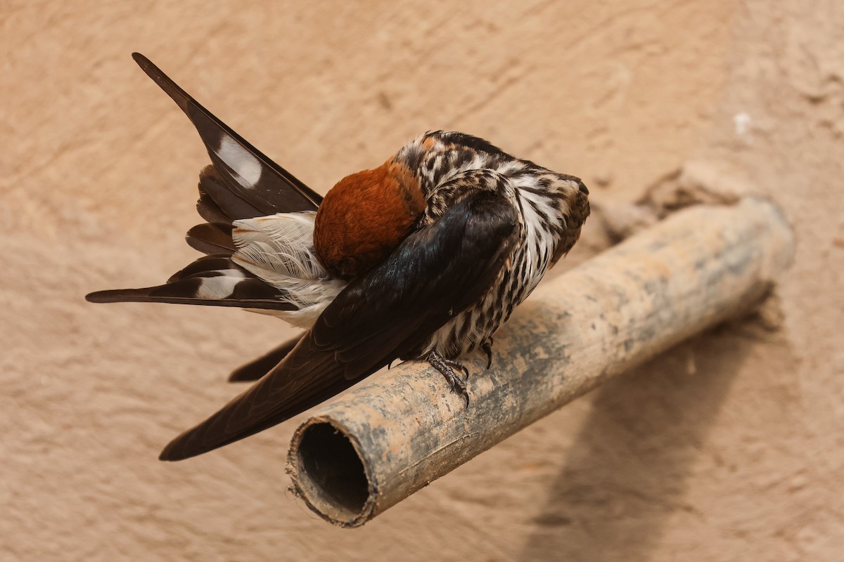 Lesser Striped Swallow - ML621397937