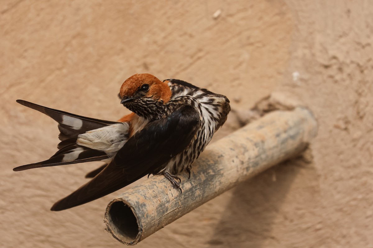 Lesser Striped Swallow - ML621397939