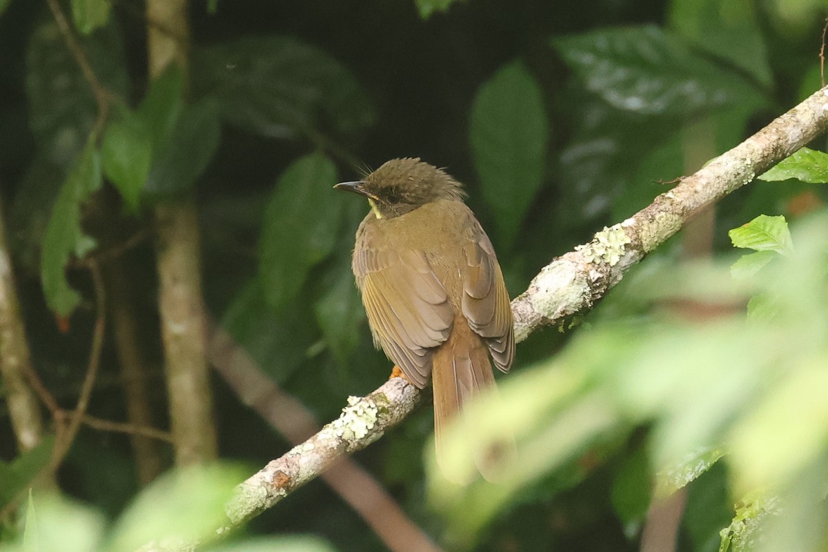 Bulbul à moustaches jaunes - ML621397991
