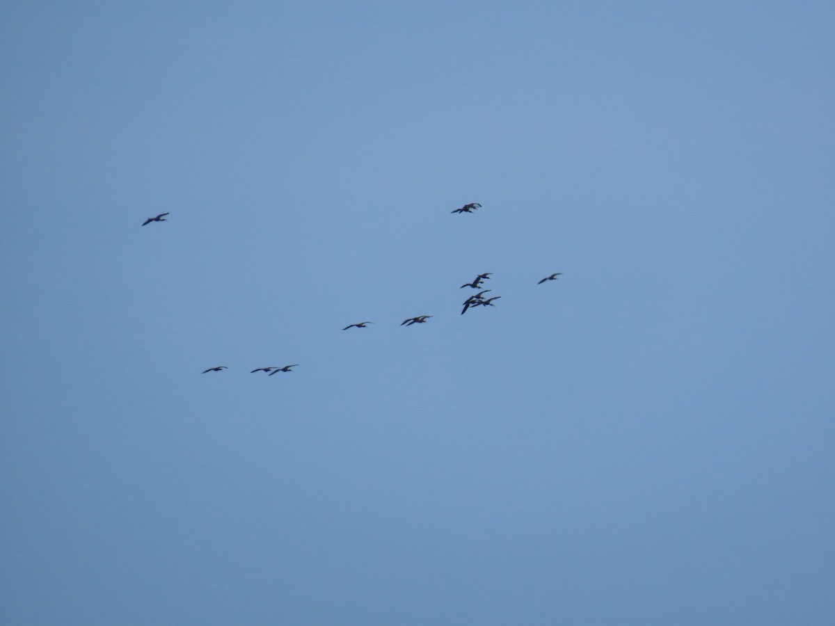 ibis hnědý - ML621397993