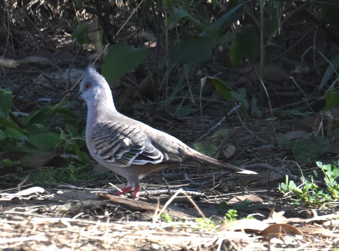 Crested Pigeon - ML621397999