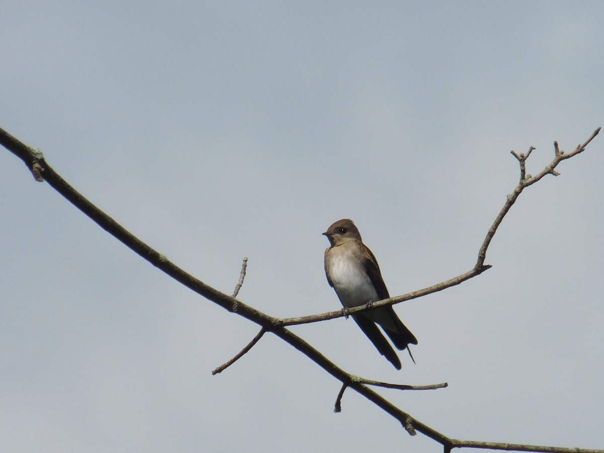 Northern Rough-winged Swallow - ML621398013