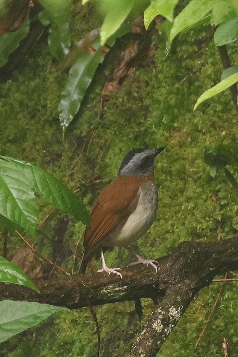 Red-throated Alethe - ML621398038