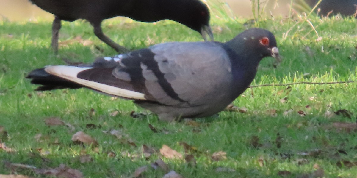 Rock Pigeon (Feral Pigeon) - ML621398044